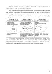 Socialinio pedagogo vadovavimo stiliai globos įstaigose 13 puslapis
