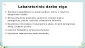 Žiedo sandaros nagrinėjimas, augalų žiedadulkių įvairovė 4 puslapis