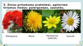 Žiedo sandaros nagrinėjimas, augalų žiedadulkių įvairovė 6 puslapis