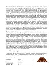 Stogo dangų rūšys 15 puslapis