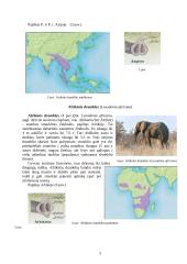 Straublinių žinduolių ir sirenų įvairovė ir paplitimas 5 puslapis
