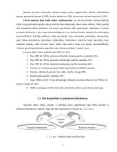 Struktūriniai ekonomikos pokyčiai Lietuvoje 5 puslapis