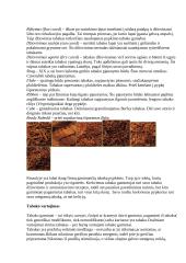 Tabakas ir jo paplitimo istorija 4 puslapis