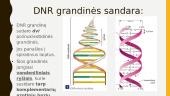 Paveldimumas ir DNR baltymai 11 puslapis
