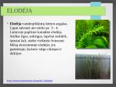 Vandens ekosistemos kūrimas 16 puslapis