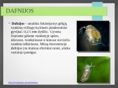 Vandens ekosistemos kūrimas 17 puslapis