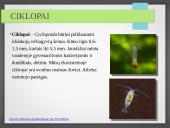 Vandens ekosistemos kūrimas 18 puslapis