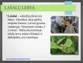 Vandens ekosistemos kūrimas 19 puslapis