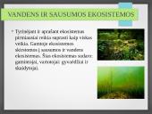 Vandens ekosistemos kūrimas 7 puslapis