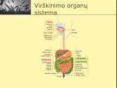 Fermentai ir virškinimas  18 puslapis