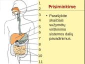 Fermentai ir virškinimas  19 puslapis