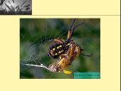 Fermentai ir virškinimas  5 puslapis