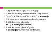 Mityba ir virškinimas. Maistas - energijos šaltinis 4 puslapis