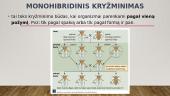 Monohibridinis kryžminimas ir lyties nustatymas 6 puslapis