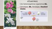 Monohibridinis kryžminimas ir lyties nustatymas 8 puslapis