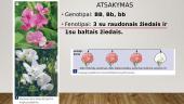Monohibridinis kryžminimas ir lyties nustatymas 10 puslapis
