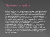 Dykumų augalija ir gyvūnija. Drėgnieji atogrąžų miškai 12 puslapis