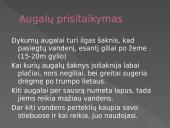 Dykumų augalija ir gyvūnija. Drėgnieji atogrąžų miškai 13 puslapis