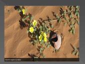 Dykumų augalija ir gyvūnija. Drėgnieji atogrąžų miškai 14 puslapis