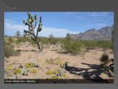 Dykumų augalija ir gyvūnija. Drėgnieji atogrąžų miškai 16 puslapis