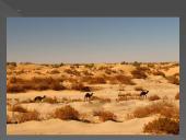 Dykumų augalija ir gyvūnija. Drėgnieji atogrąžų miškai 3 puslapis