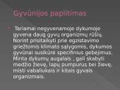 Dykumų augalija ir gyvūnija. Drėgnieji atogrąžų miškai 4 puslapis