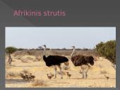 Dykumų augalija ir gyvūnija. Drėgnieji atogrąžų miškai 6 puslapis