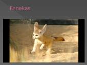 Dykumų augalija ir gyvūnija. Drėgnieji atogrąžų miškai 8 puslapis