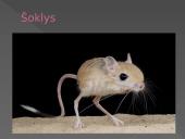 Dykumų augalija ir gyvūnija. Drėgnieji atogrąžų miškai 9 puslapis