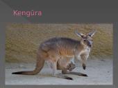 Dykumų augalija ir gyvūnija. Drėgnieji atogrąžų miškai 10 puslapis