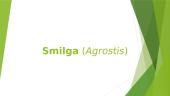 Smilga (Agrostis)