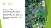 Smilga (Agrostis) 2 puslapis