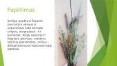 Smilga (Agrostis) 4 puslapis