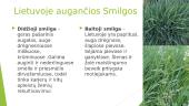 Smilga (Agrostis) 6 puslapis