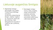 Smilga (Agrostis) 7 puslapis