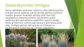 Smilga (Agrostis) 8 puslapis