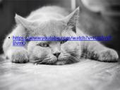 Saugus elgesys su gyvūnais (dalyvauti kuriant saugią, darnią aplinką sau, bendruomenei ir gyvūnams)  10 puslapis