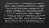Jonizuojančios spinduliuotės biologinis poveikis. Leistinos poveikio dozės 16 puslapis