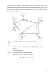 Transporto sistema: bendras teorinis vertinimas 16 puslapis