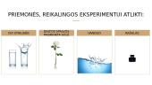 Eksperimentas „Vandens judėjimas augale“ 2 puslapis