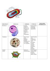 Prokariotinės ląstelės sandara ir organelės