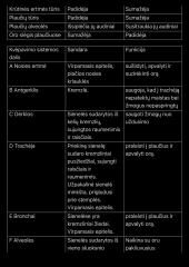 Kvėpavimo sistema konspektas 2 puslapis