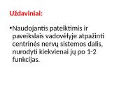 CNS nervų sistema 2 puslapis