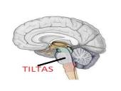 CNS nervų sistema 11 puslapis