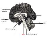 CNS nervų sistema 12 puslapis