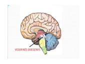 CNS nervų sistema 14 puslapis