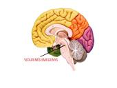 CNS nervų sistema 15 puslapis