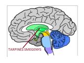 CNS nervų sistema 17 puslapis
