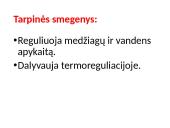 CNS nervų sistema 18 puslapis