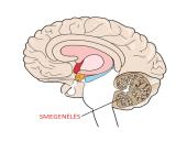 CNS nervų sistema 19 puslapis